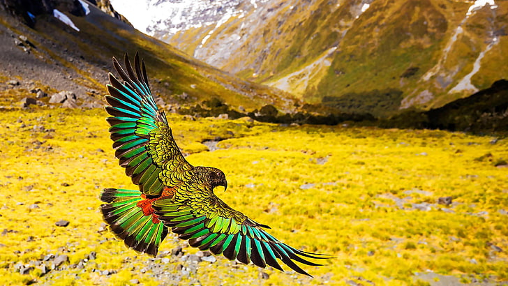 new zealand mountain parrot, bird, new zealand, wildlife, new zealand kea, kea, parrot, landscape, sky, fly, flying, HD wallpaper