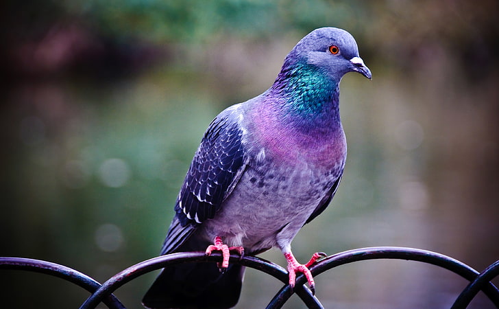 Pigeon, rainbow pigeon, Animals, Birds, Bird, Pigeon, HD wallpaper