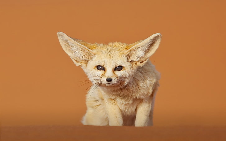 fennec fox, HD wallpaper