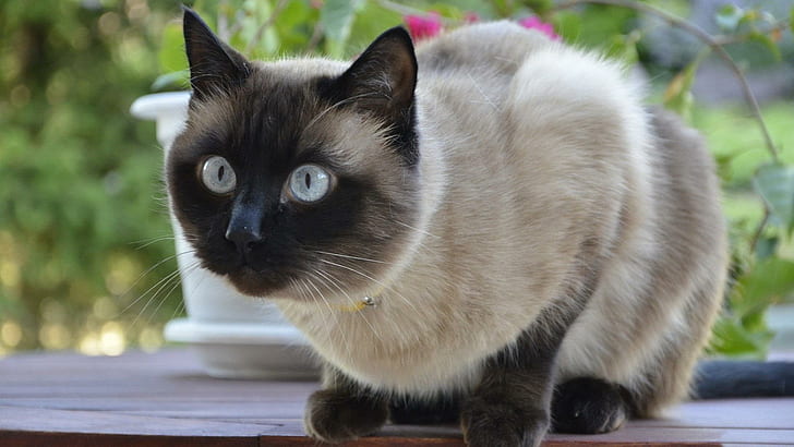 * قطة جميلة ... لها عيون زرقاء جميلة * ، koty ، ladowe ، zwierzeta ، kotki ، الحيوانات، خلفية HD