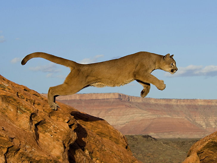 Pantera marrón, gato, rocas, salto, depredador, África, Puma, Fondo de pantalla HD