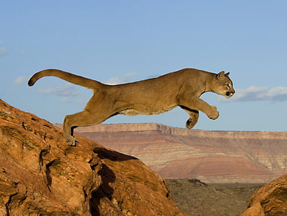 pantera marrom, gato, rochas, salto, predador, áfrica, puma, HD papel de parede HD wallpaper