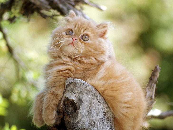 Cute Persian Kitten, persian cat, small, lovable, HD wallpaper