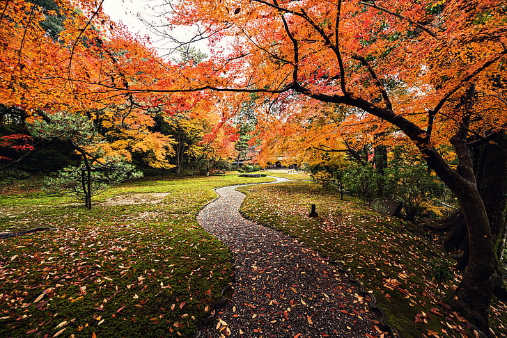 Leaves, 5K, Yoshikien Garden, Autumn, Japan, HD wallpaper