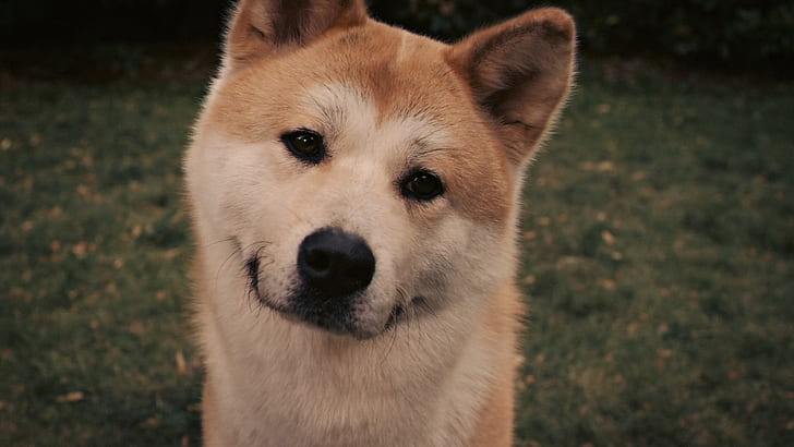 akita inu, dog, face, eyes, grass, hachiko, HD wallpaper