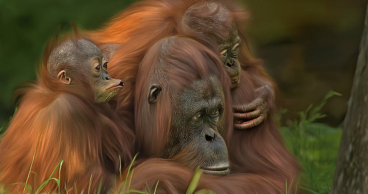 Monkeys, Orangutan, Artistic, Baby Animal, Money, Primate, HD wallpaper