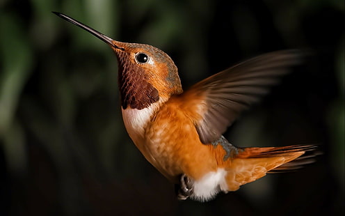Kolibri-Vogel HD, Tiere, Vogel, Kolibri, HD-Hintergrundbild HD wallpaper