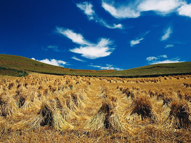 bidang hays, jerami, berkas gandum, musim panas, pertanian, Wallpaper HD
