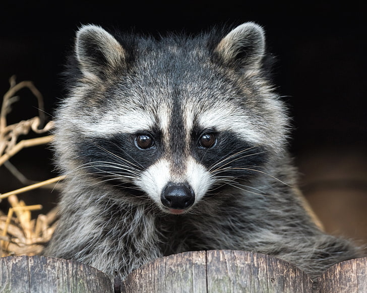gray and black raccoon, look, muzzle, raccoon, HD wallpaper