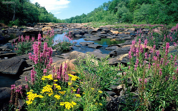 루핀 강 보라색 꽃 숲 돌 미국 위스콘신 주 봄 풍경 1920 × 1200, HD 배경 화면