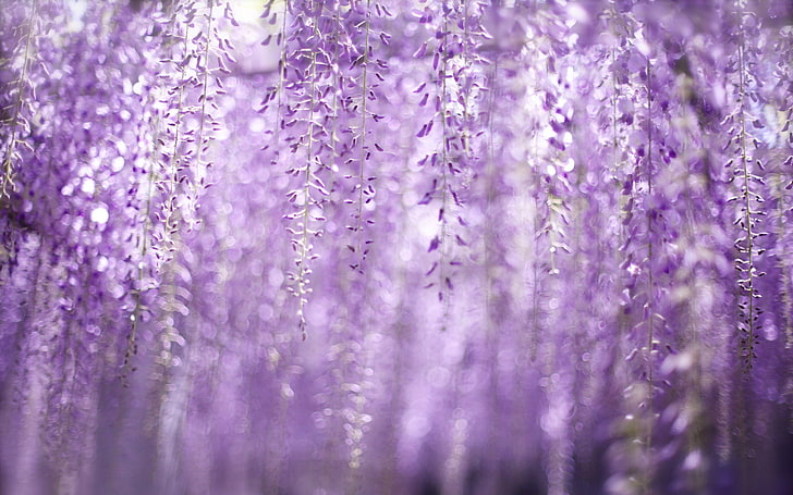 purple wisteria flowers, nature, color, spring, HD wallpaper