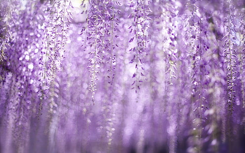 purple wisteria flowers, nature, color, spring, HD wallpaper HD wallpaper