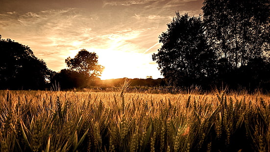 brown wheat field at daytime, field, sunlight, nature, landscape, trees, silhouette, sunset, spikelets, wheat, sky, HD wallpaper HD wallpaper