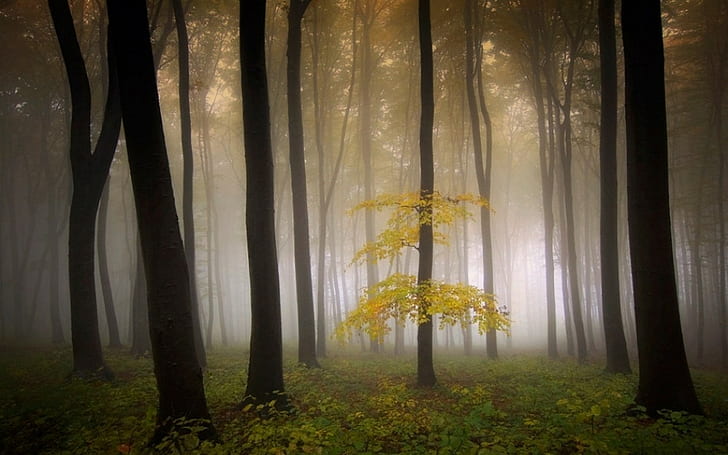 Мъгла, природа, изгрев, пейзаж, сутрин, поема, гора, дървета, храсти, мъгла, природа, изгрев, пейзаж, сутрин, стихотворение, гора, дървета, храсти, HD тапет