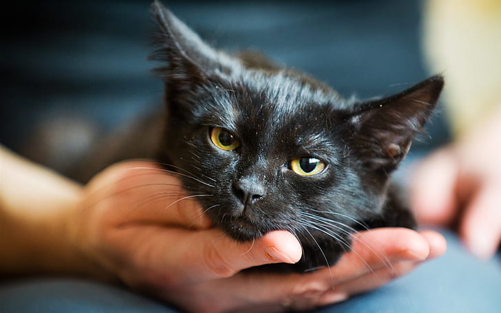 Little black cat, hand, black short fur cat, Little, Black, Cat, Hand, HD wallpaper