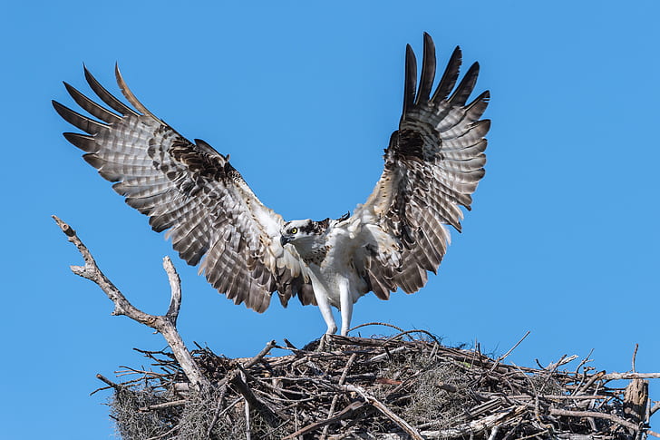 low angle photography of white and black hawk, osprey, osprey, Osprey, Nest, low angle, white, black hawk, Everglades National Park, Florida, bird photography, Flamingo, Bay, wings, Pandion haliaetus, bird, wildlife, nature, animal, bird of Prey, animals In The Wild, flying, HD wallpaper