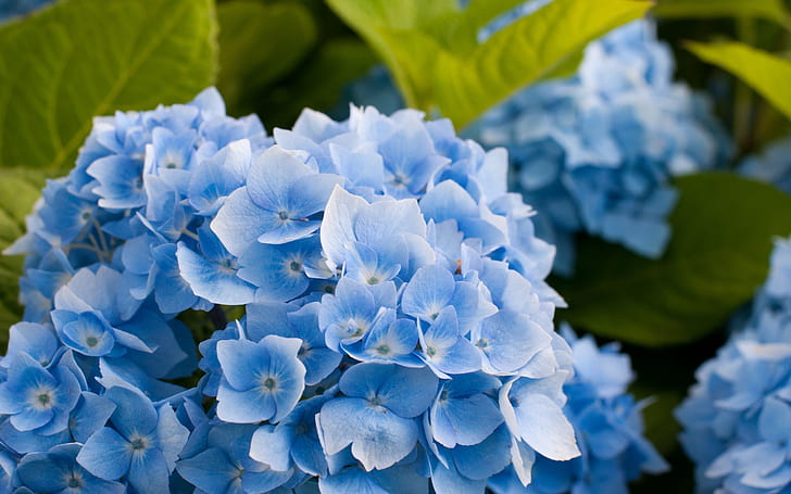 Fleur d'hortensia bleu, fleurs d'hortensia, fleur d'hortensia, hortensia bleu, Fond d'écran HD