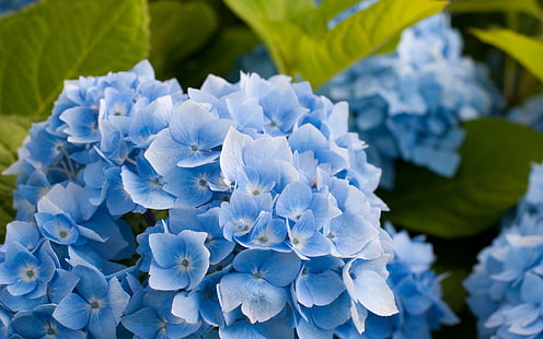 Niebieski kwiat hortensji, kwiaty hortensji, kwiat hortensji, niebieska hortensja, Tapety HD HD wallpaper