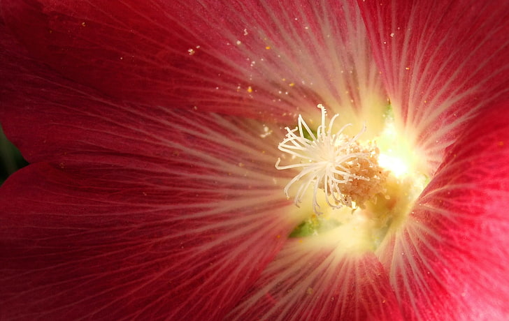 fleur d'Hibiscus moscheutos rose, fleur, plante, mauve, pétales, Fond d'écran HD