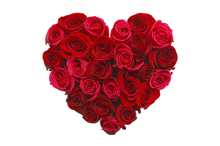 illustrazione cuore rosa rossa, fiori, cuore, rose, amore, gemme, romantico, Sfondo HD