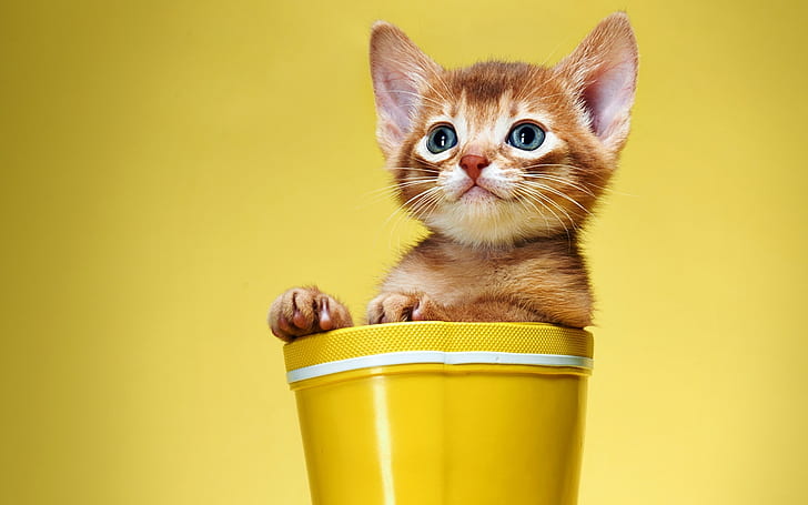 Cute and Sweet Kitty, orange tabby kitten, funny, kitty, HD wallpaper