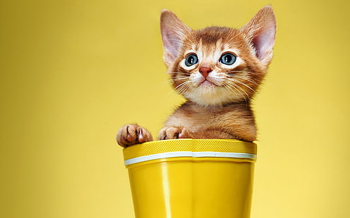 Lindo y dulce gatito, gatito atigrado naranja, divertido, gatito, Fondo de pantalla HD HD wallpaper
