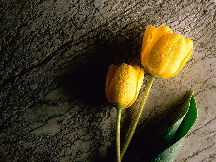 Yellow Tulip HD, flowers, yellow, tulip, HD wallpaper