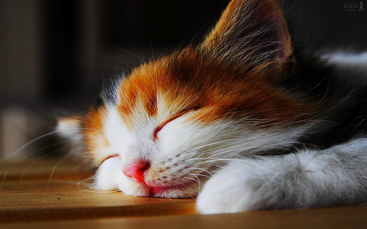 القط ينام بشكل مريح جدا ، القط ، النوم، خلفية HD