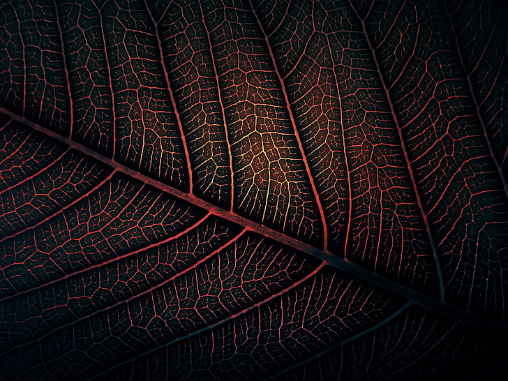 daun merah, fotografi makro daun merah dan hitam, daun, minimalis, alam, merah, seni digital, karya seni, Wallpaper HD