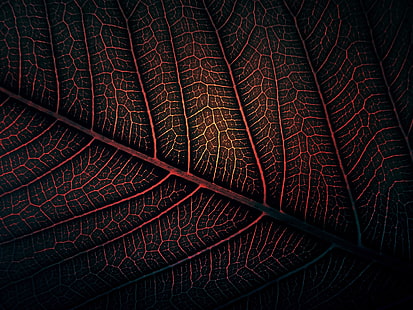 красный лист, макро фотография красного и черного листа, листья, минимализм, природа, красный, цифровое искусство, произведение искусства, HD обои HD wallpaper