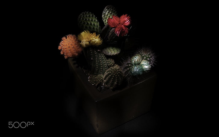 مظلمة ، نباتات ، 500 بكسل، خلفية HD