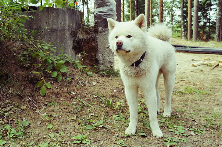 dogs, white, nature, Akita inu, HD wallpaper