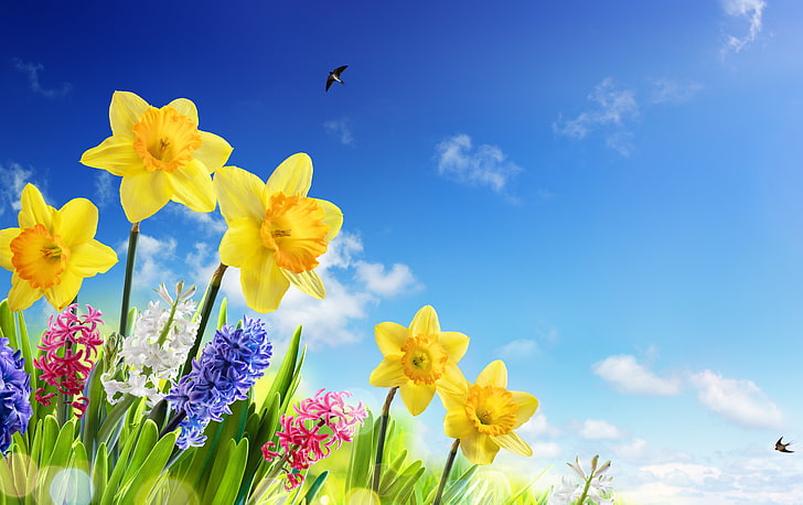 carta da parati a fiori gialli, blu e rosa con petali, cielo, erba, sole, fiori, primavera, cielo, narcisi, prato, rondini, Sfondo HD