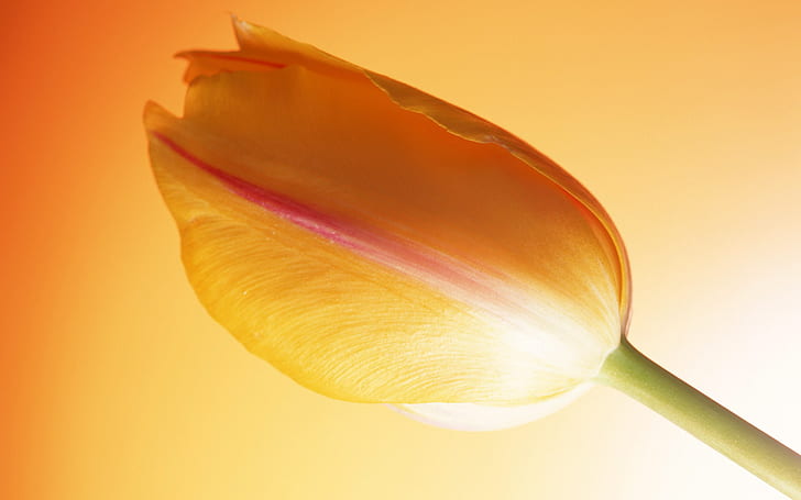 Tulipe chaude, tulipe, Fond d'écran HD