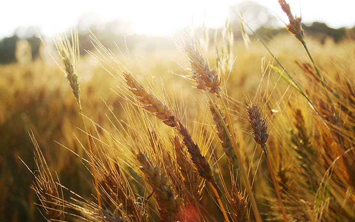 пшеница, поле, трева, класове, класове, макро природа, HD тапет
