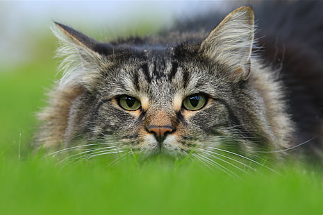 gato, mira, cara, gato del bosque noruego, Fondo de pantalla HD HD wallpaper