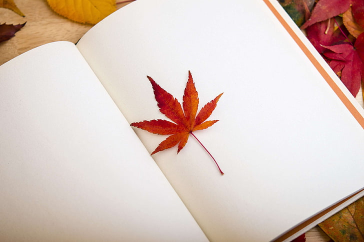 rak buku, buku harian, daun, daun maple, notebook, Wallpaper HD