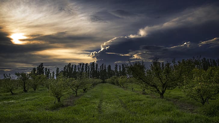 nature, landscape, sky, clouds, trees, grass, orchards, storm, HD wallpaper