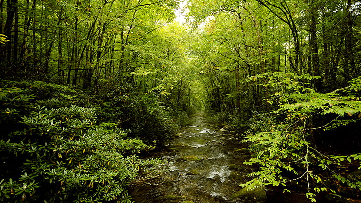Fluxo de árvores de floresta verde HD, natureza, árvores, verde, floresta, fluxo, HD papel de parede