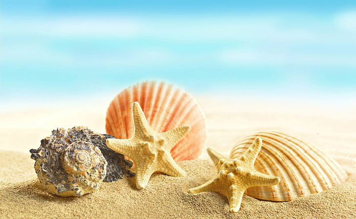 貝殻と星、2つの茶色のヒトデ、季節、夏、 HDデスクトップの壁紙