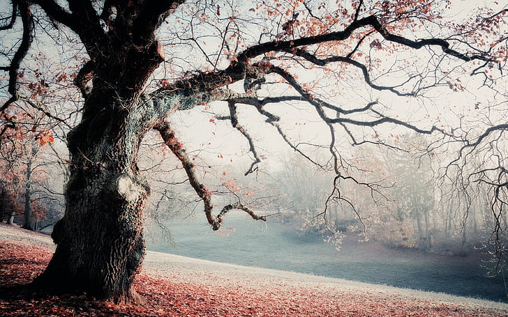 Orangenbaum, ohne Titel, Natur, Landschaft, Frost, Park, Bäume, Blätter, Nebel, Morgen, HD-Hintergrundbild