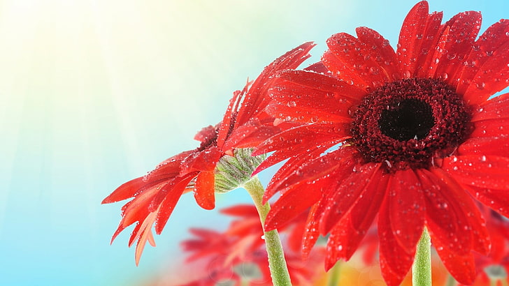 붉은 꽃잎 꽃, 붉은 꽃, 꽃, 식물, HD 배경 화면