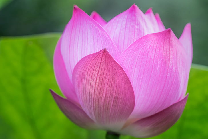 shadow focus photography of pink Lotus, lotus flower, lotus flower, Lotus Flower, Memory, Summer 2015, shadow, photography, pink, Tamron, 90mm, F2.8, Macro, park, Catchy, Colors, soft focus, ILCE-7M2, Bush, Bottle Green, nature, plant, lotus Water Lily, water Lily, petal, flower, pink Color, flower Head, leaf, beauty In Nature, botany, HD wallpaper