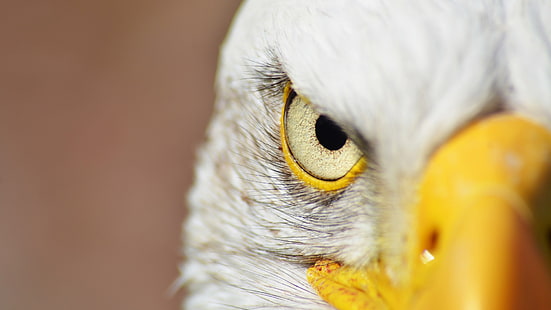 животные, фотография, белоголовый орлан, орел, смотрит на зрителя, HD обои HD wallpaper