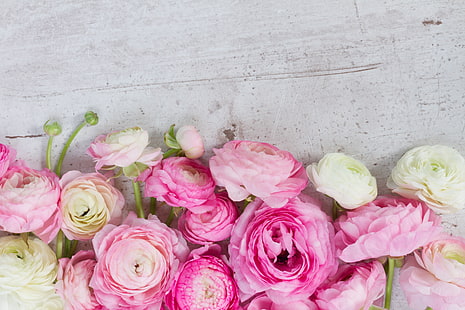 rosa, rosa blommor, blommor, vackra, smörblommor, ranunculus, HD tapet HD wallpaper
