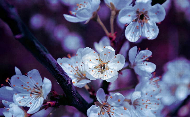 Vårblomningar, vita 5-kronbladiga blommor, säsonger, vår, vårblomningar, HD tapet