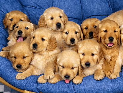ゴールデンレトリバー-子犬、茶色のラブラドールレトリバーの子犬のごみ、動物、犬、子犬の壁紙、 HDデスクトップの壁紙 HD wallpaper