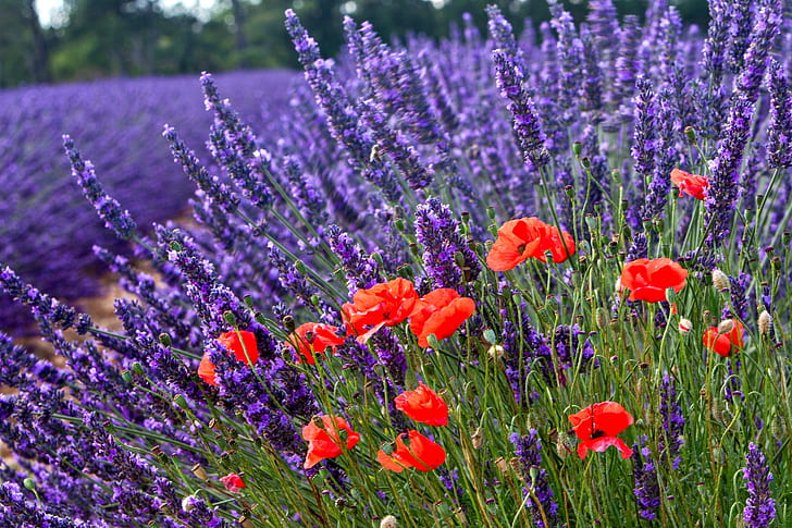 Lavender poppies, Nature, flowers, poppies, lavender, bokeh, HD wallpaper