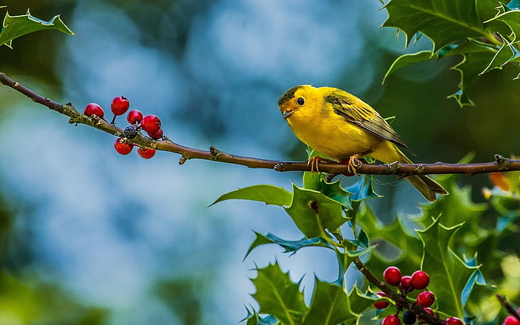 yellow bird, birds, animals, finches, fruit, branch, yellow, plants, HD wallpaper