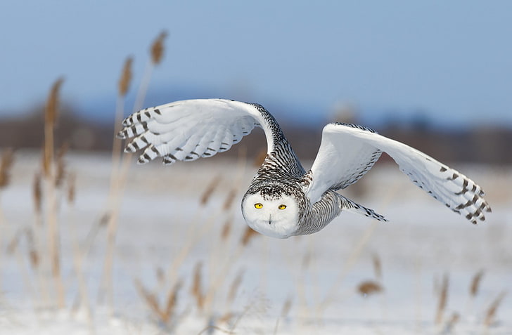 nature, animals, birds, flying, landscape, owl, yellow eyes, winter, snow, feathers, wings, HD wallpaper